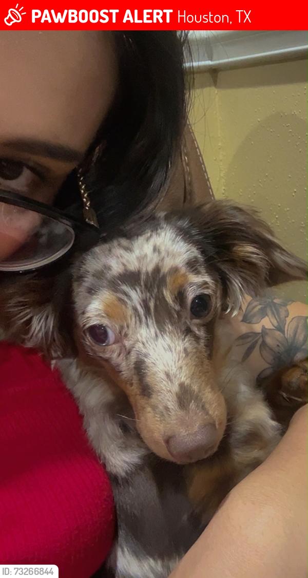 Lost Female Dog last seen Holub Middle School, Houston, TX 77099