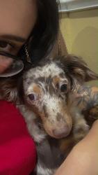 Lost Female Dog last seen Holub Middle School, Houston, TX 77099