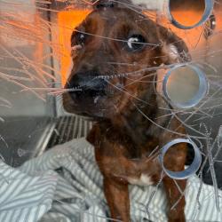 Shelter Stray Male Dog last seen , Animal Care & Control Team of Philly, 111 W Hunting Park Ave, Philadelphia, PA 19140, USA