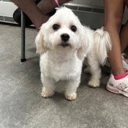 Shelter Stray Male Dog last seen , Animal Care & Control Team of Philly, 111 W Hunting Park Ave, Philadelphia, PA 19140, USA