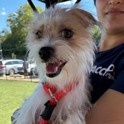Shelter Stray Female Dog last seen , Animal Care & Control Team of Philly, 111 W Hunting Park Ave, Philadelphia, PA 19140, USA