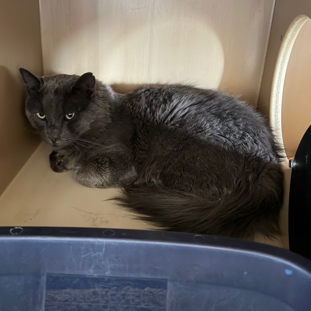 Shelter Stray Male Cat last seen , 11665 US-89, Flagstaff, AZ 86004, USA
