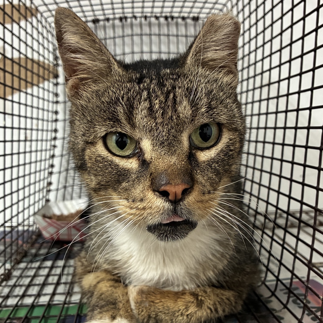 Shelter Stray Male Cat last seen , 2451 N Expressway 281, Edinburg, TX 78541, USA