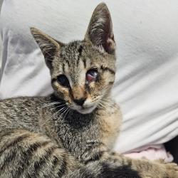 Shelter Stray Female Cat last seen , 980 Guilford College Rd, Greensboro, NC 27409, USA