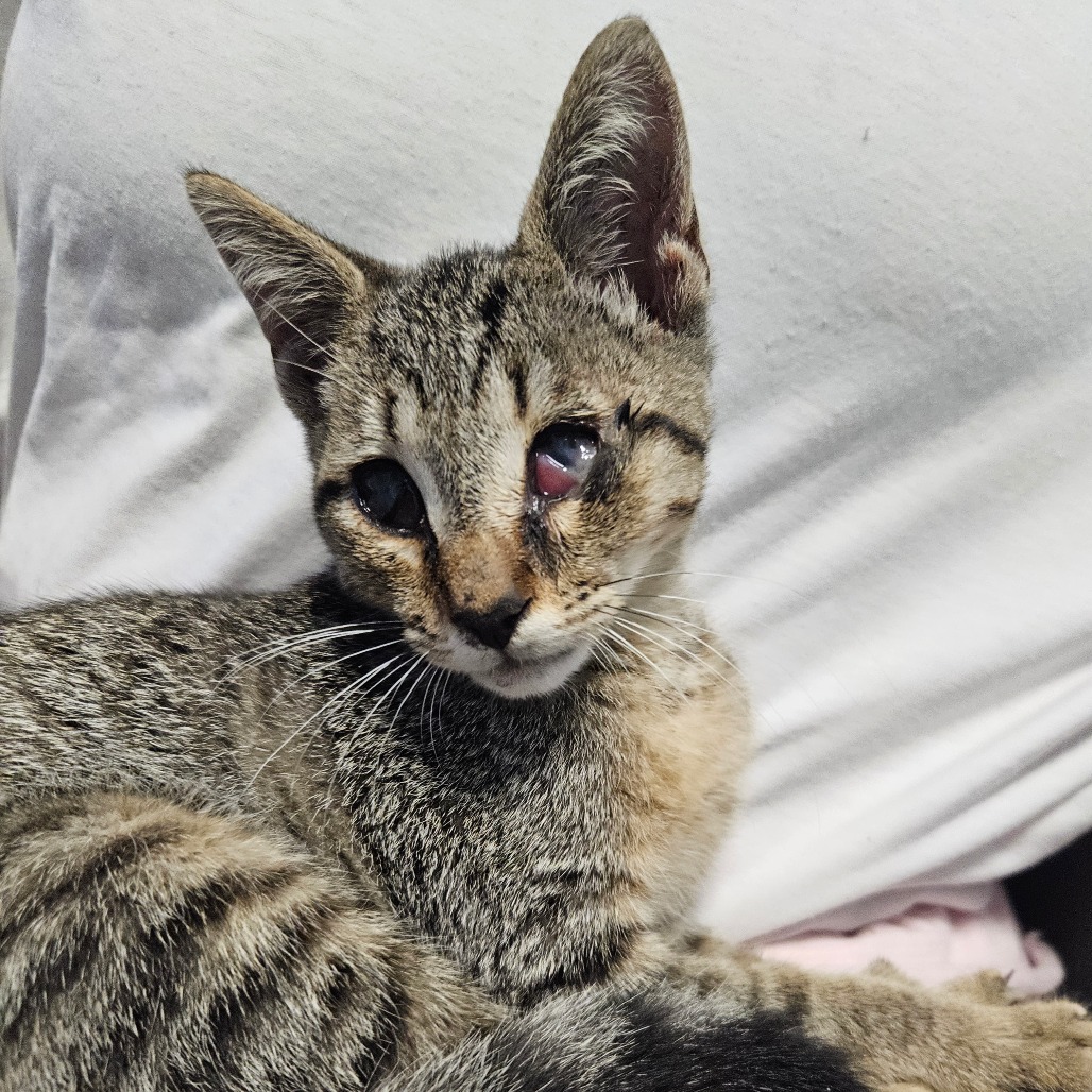 Shelter Stray Female Cat last seen , 980 Guilford College Rd, Greensboro, NC 27409, USA