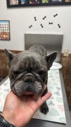 Reunited Female Dog last seen 87th street and Harvard ave, Odessa, TX 79765