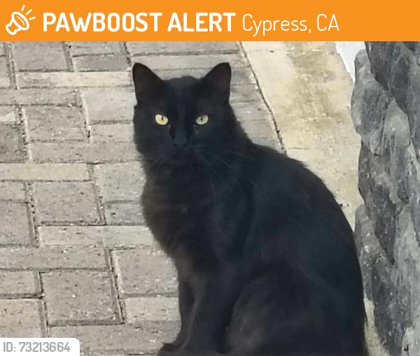 Found/Stray Unknown Cat last seen Knott and orangewood, Leilani Lane, Cypress, CA 90630
