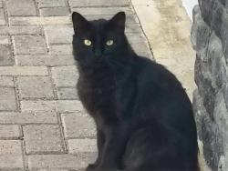 Found/Stray Unknown Cat last seen Knott and orangewood, Leilani Lane, Cypress, CA 90630