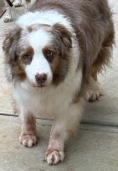 Reunited Male Dog last seen Wheeler Cemetery Road, Maysville, GA 30558
