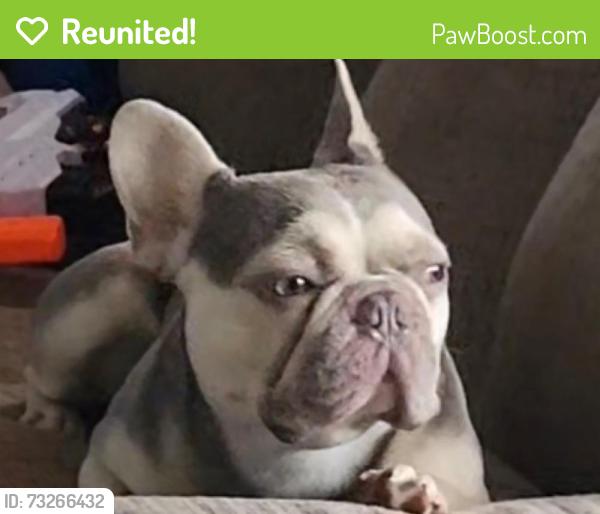 Reunited Male Dog last seen Countryside and Smithmoor, London, England 