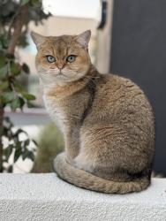 Lost Female Cat last seen Carmine and Beacon, Irvine, CA 92618