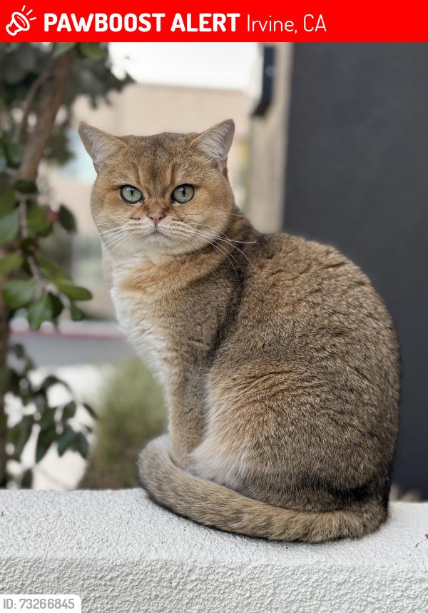 Lost Female Cat last seen Carmine and Beacon, Irvine, CA 92618