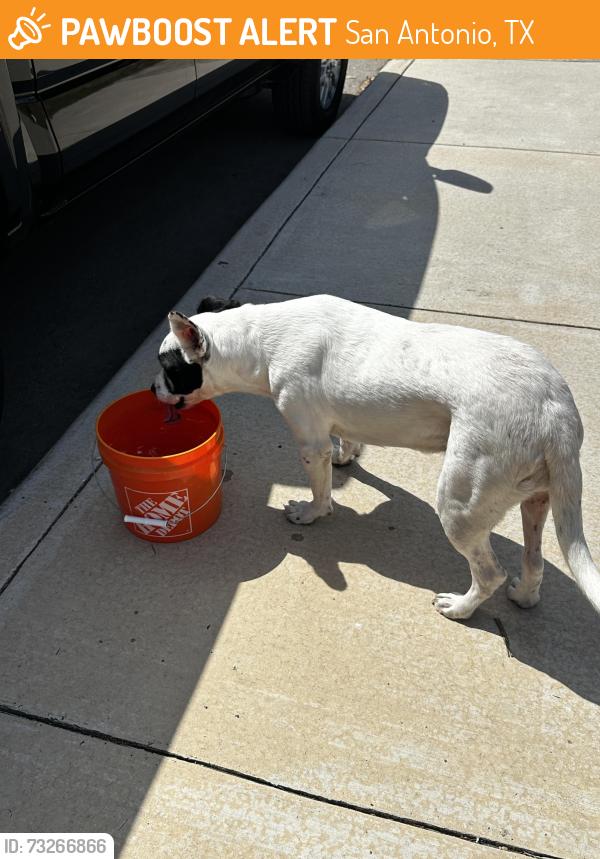 Found/Stray Female Dog last seen E. Dewey Place /Ogden St SATX 78212, San Antonio, TX 78212