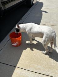 Found/Stray Female Dog last seen E. Dewey Place /Ogden St SATX 78212, San Antonio, TX 78212