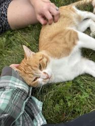 Found/Stray Male Cat last seen Ventures Corner Store, Livingston County, MI 48855
