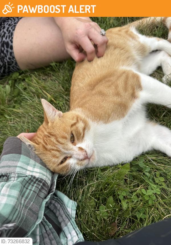 Found/Stray Male Cat last seen Ventures Corner Store, Livingston County, MI 48855