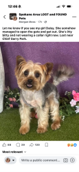 Reunited Female Dog last seen Trent and Fancher, Spokane, WA 99212