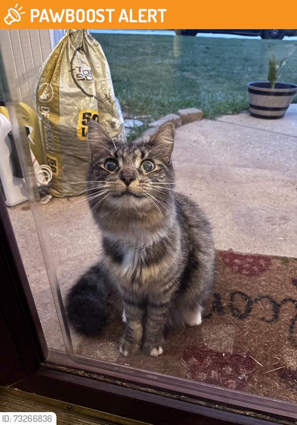 Found/Stray Female Cat last seen White Horse and Montague Rd, Greenville County, SC 29617