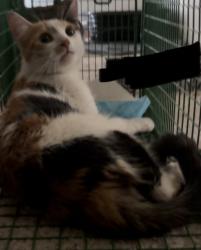 Reunited Female Cat last seen Oriole dr, Los Angeles, CA 90069