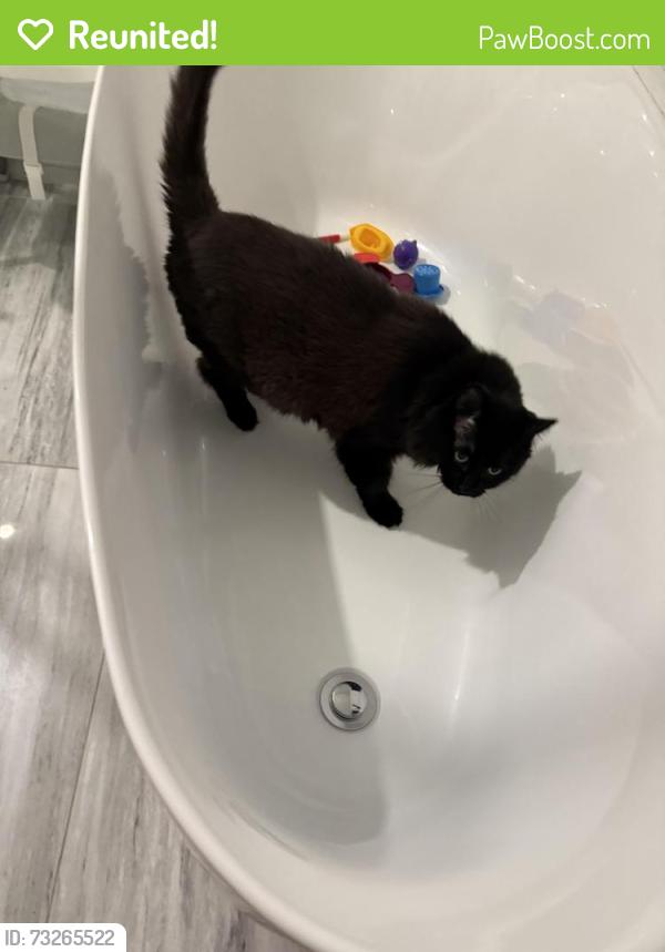 Reunited Female Cat last seen Av Ernest-Rochette, La Prairie, QC 
