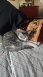Lost Female Cat last seen University Ave, Green Bay, WI 54302