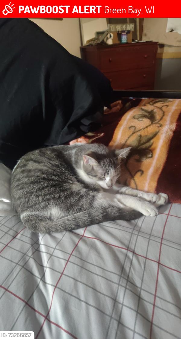 Lost Female Cat last seen University Ave, Green Bay, WI 54302