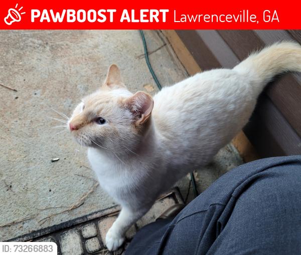 Lost Male Cat last seen Padens Chase Ct and Padens Chase Way, Lawrenceville, GA 30044