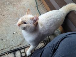Lost Male Cat last seen Padens Chase Ct and Padens Chase Way, Lawrenceville, GA 30044