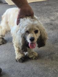 Found/Stray Female Dog last seen Ellis rd N, Jacksonville, FL 32221