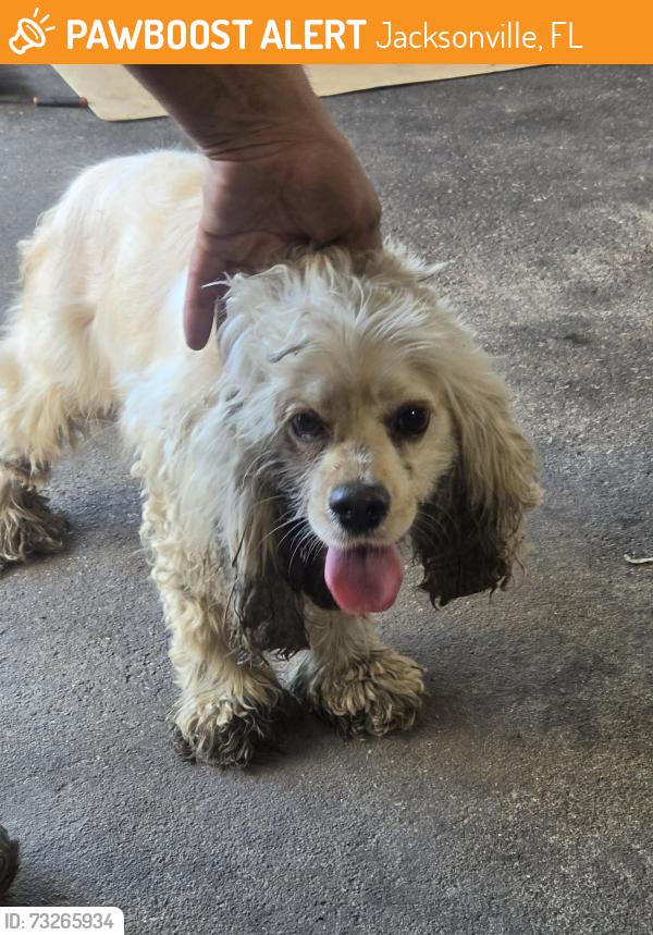 Found/Stray Female Dog last seen Ellis rd N, Jacksonville, FL 32221