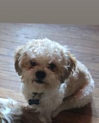 Reunited Male Dog last seen Gulfton apmts, Houston, TX 77081