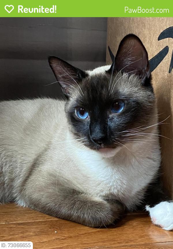Reunited Male Cat last seen Avenue I and J, Brooklyn, NY 11234