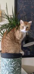 Reunited Male Cat last seen First ave, Chilliwack, BC 