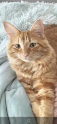 Lost Male Cat last seen Erie st, Patterson st, Manchester, NH 03102