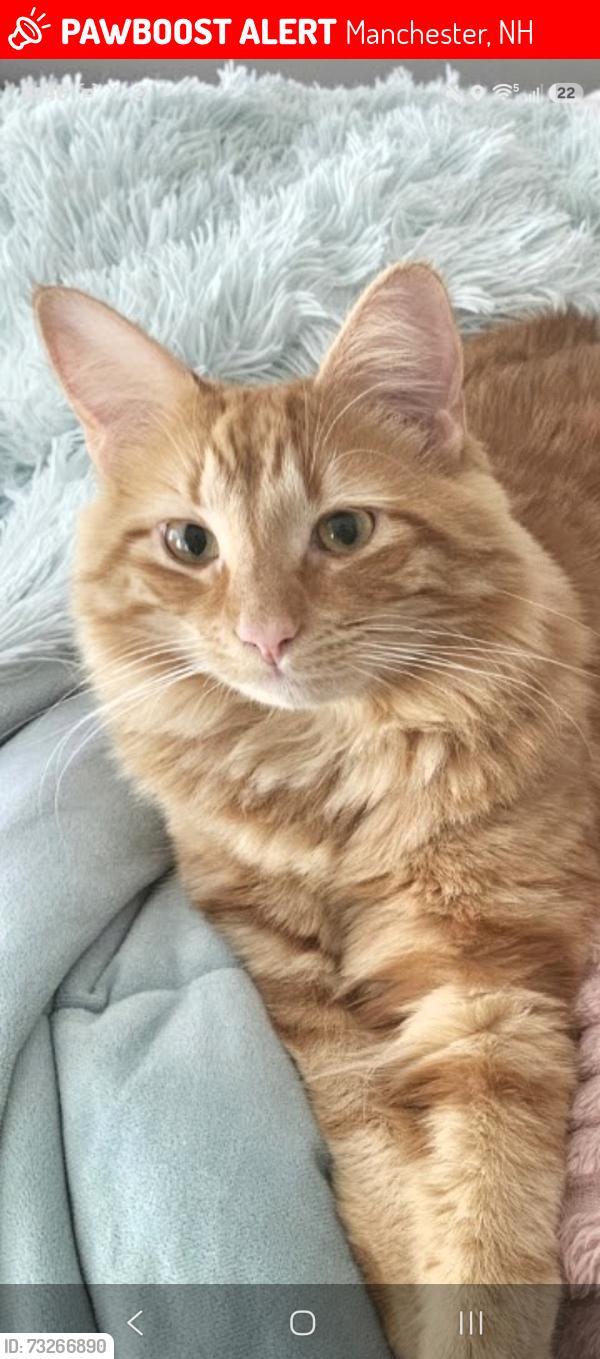 Lost Male Cat last seen Erie st, Patterson st, Manchester, NH 03102