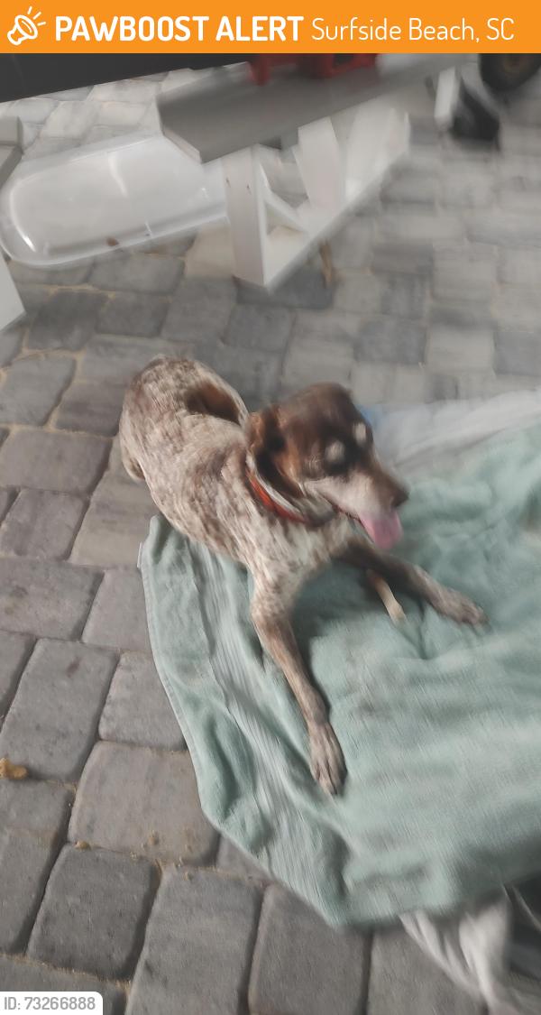 Found/Stray Female Dog last seen Near 15th Ave. N, Surfside Beach SC, Surfside Beach, SC 29575