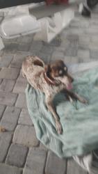 Found/Stray Female Dog last seen Near 15th Ave. N, Surfside Beach SC, Surfside Beach, SC 29575