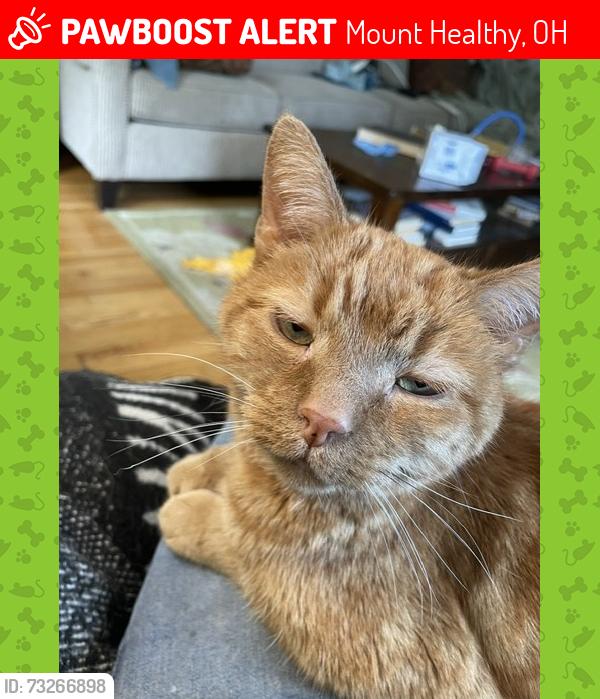 Lost Male Cat last seen harding & madison in mt healthy, Mount Healthy, OH 45231