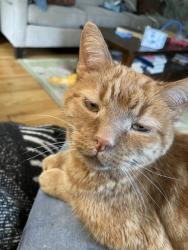 Lost Male Cat last seen harding & madison in mt healthy, Mount Healthy, OH 45231