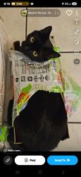 Lost Male Cat last seen Leaf crest dr and Rose Crest, Hazelwood, MO 63042