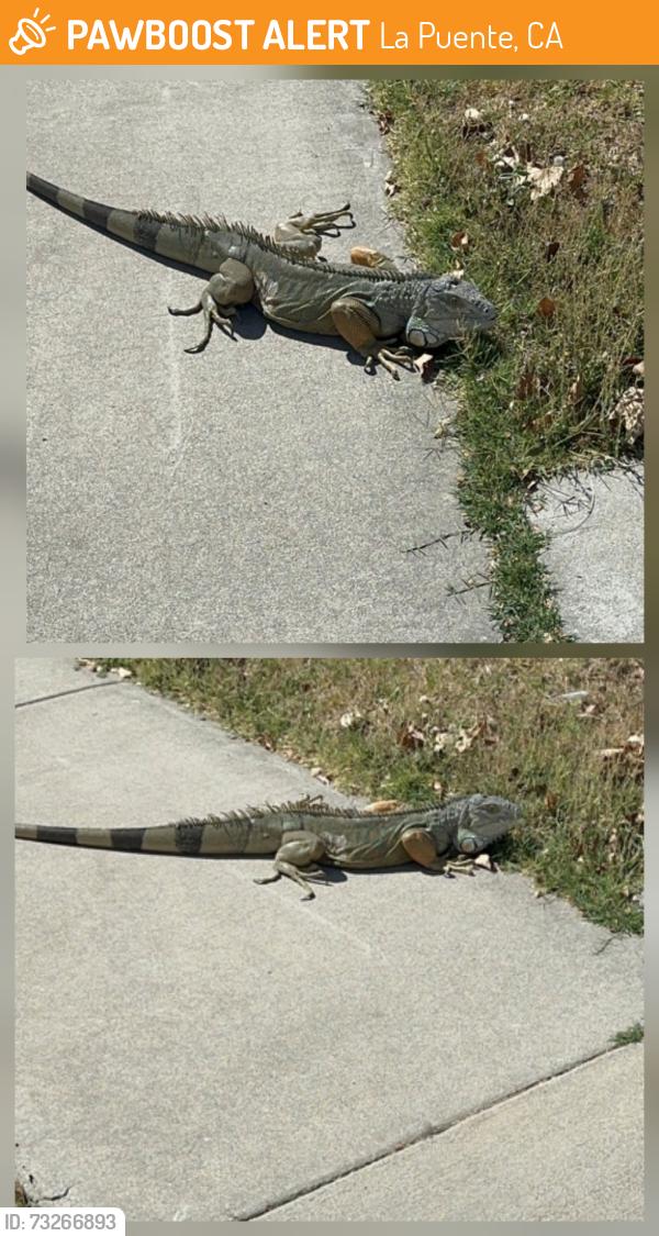 Found/Stray Unknown Reptile last seen Valinda Ave & Montbrook St (Approx), La Puente, CA 91744