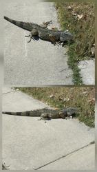 Found/Stray Unknown Reptile last seen Valinda Ave & Montbrook St (Approx), La Puente, CA 91744
