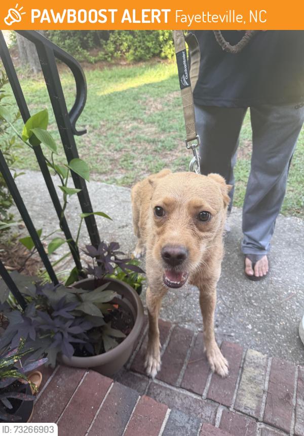 Found/Stray Female Dog last seen Chesapeake Rd, Fayetteville, NC 28311