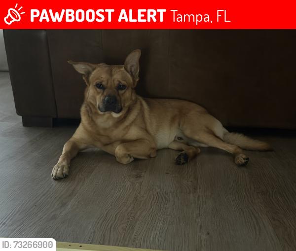 Lost Male Dog last seen Lynn turner and Village view, Tampa, FL 33624