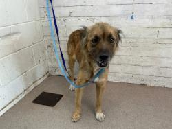 Shelter Stray Female Dog last seen HOME DEPOT 1451 W FOOTHILL, 333 Chandler Pl, San Bernardino, CA 92408, USA