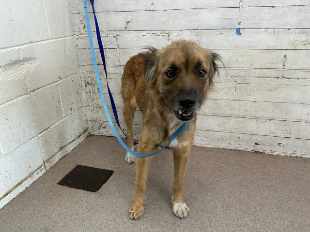 Shelter Stray Female Dog last seen HOME DEPOT 1451 W FOOTHILL, 333 Chandler Pl, San Bernardino, CA 92408, USA
