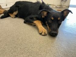 Shelter Stray Female Dog last seen HOME DEPOT 1451 W FOOTHILL, 333 Chandler Pl, San Bernardino, CA 92408, USA