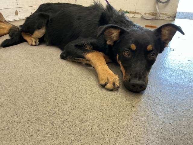 Shelter Stray Female Dog last seen HOME DEPOT 1451 W FOOTHILL, 333 Chandler Pl, San Bernardino, CA 92408, USA