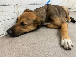 Shelter Stray Male Dog last seen HOME DEPOT 1451 W FOOTHILL, 333 Chandler Pl, San Bernardino, CA 92408, USA