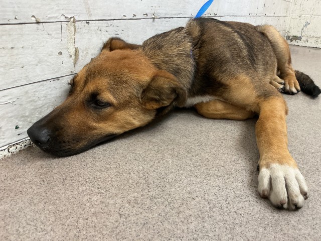 Shelter Stray Male Dog last seen HOME DEPOT 1451 W FOOTHILL, 333 Chandler Pl, San Bernardino, CA 92408, USA